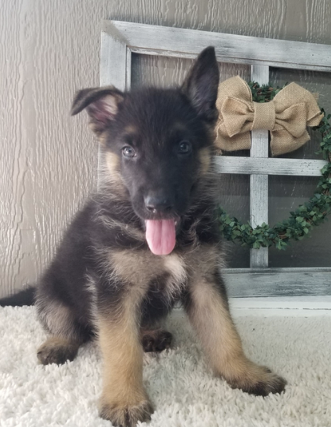 comprar cachorros sanos, baratos y asequibles para la venta